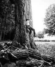 L'Arbre Remarquable image 9