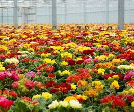Dechant Gartenbau GmbH & Co. KG Bild 1