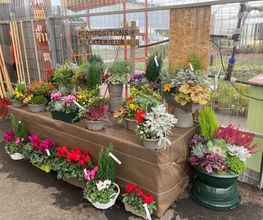 Dessapt Horticulture image 1