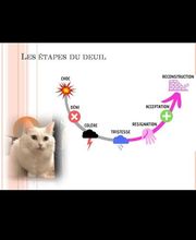 Hypnometamorphosis image 15