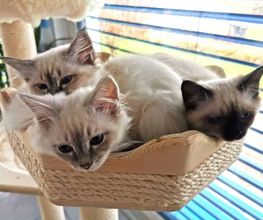 katzenbaum.ch Bild 4