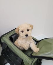 PAW CENTER Veterinary Hospital/Urgent Care image 9