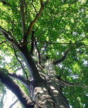 Dresdner Baumdienst Bild 3