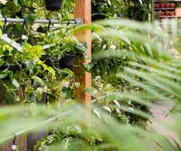 Intratuin 's Gravenzande afbeelding 6