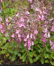 Staudengärtnerei David Müller Bild 68