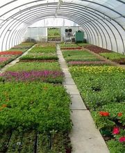 Gros Philippe (Ent) image 9