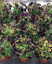 Les Serres De Biennac image 4