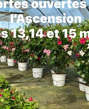 Olipalm pépiniére image 5