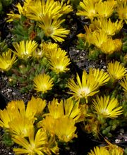 Staudengärtnerei David Müller Bild 33