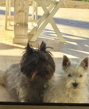 Coeur De Poils image 9