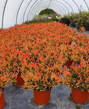 Les Pépinières de Kerfandol image 4