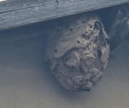 CPR-3D image 1