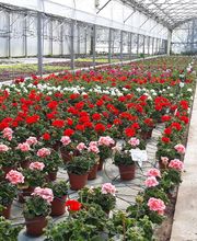 Chazalet Plants image 2