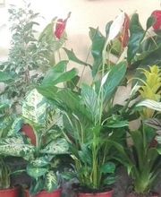 Floristería Manuela imagen 1