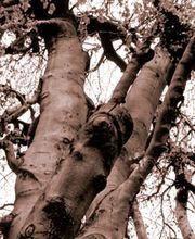 Baumpflege Fleischer Bild 1