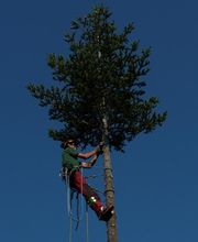 Arbre Oxygène SAS image 2