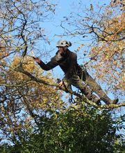 Dans Les Arbres image 4