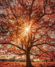 Mechenane Mohand image 1