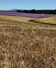 Champ de blé et de sauge sclarée sur le plateau d'Entrevennes