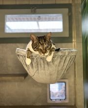 Dierenhotel Pandora afbeelding 5