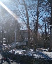 Friendly Tree Professionals image 1