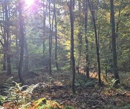 FriedWald Rümmingen Bild 3