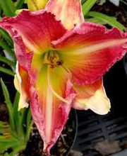 Floristik Taglilien Taglilie