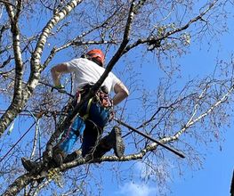 Treevarna Baumpflege München Bild 13