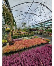 R.Wardenburg Gartenbau Bild 1
