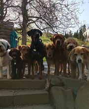 Alpepfötli GmbH Bild 10