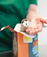 Tierarzt Gütersloh, Kleintierpraxis Isselhorst Bild 12