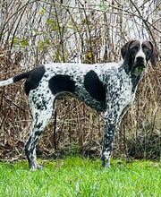 Hundeschule Pirschgang Bild 5