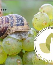 Champagne Baron Albert image 3