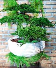 Vegetal Trend Sàrl Bild 4