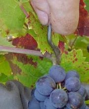 Domaine de la Teppe image 6