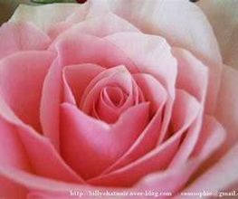 A la Fleur de Nice image 8