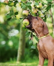 energy4pets Katja Schaalburg Bild 8