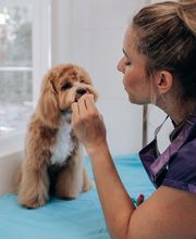 The Black Poodle Groom & Care S.L. imagen 14