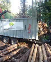 Mammutholzerei GmbH Bild 3