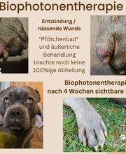 Kräuterpfoten Bild 2