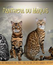 Chatterie Panthera du Maquis image 18