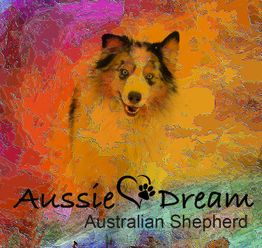 Aussie Dream & Mini Aussie Dream