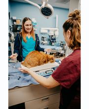 Stevenson Village Veterinary Hospital image 17