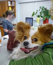 The Village Veterinarian image 11