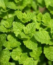 Gärtnerei Allemann GmbH Bild 9