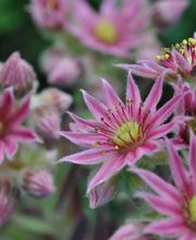 Gartenbau Hölzli AG Bild 5