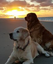 Hundeschule Göttingen Bebra Bild 6
