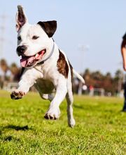 Dronka Gwenvael image 2