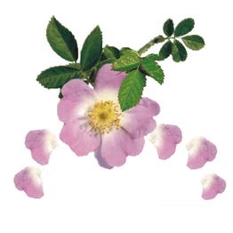 Logo der Flora-Apotheke