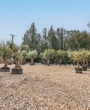 Royal Palm Aix image 2